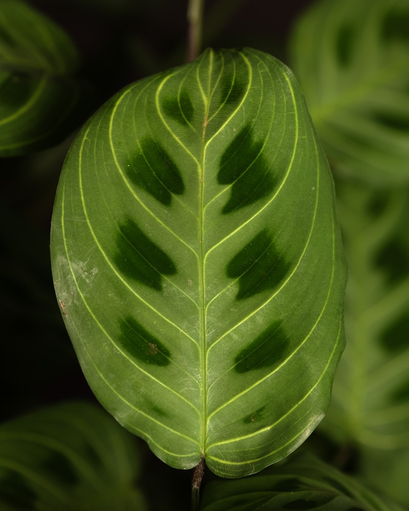 Detalhe de folha verde saudavel